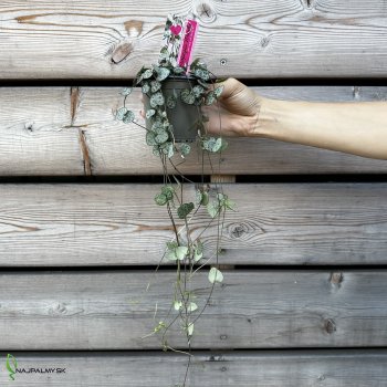 Ceropegia woodii (Lampášik) - kont. P11 , výška ⌀ 10 cm